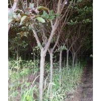 紫葉李3至8個(gè)的,西服海堂，4至8的,紅葉李5至7的