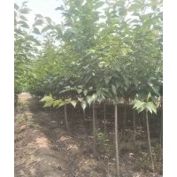 櫻花樹