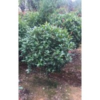 紅葉石楠球