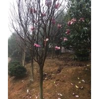 紫玉蘭樹