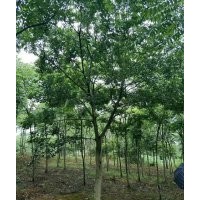 湖北精品樸樹(shù)