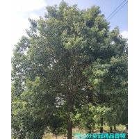 欒樹銷售 5-30公分各種規(guī)格