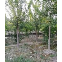 本公司長期供應(yīng)國槐，白蠟，柳樹，毛白楊，等。
