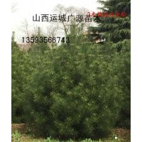 1米白皮松、1米白皮松大量出售