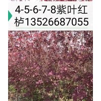 紅櫨基地