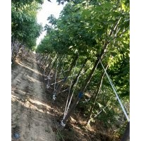 楸樹6公分8公分10公分12公分