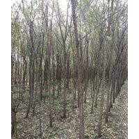 國(guó)槐3公分,8公分,15公分