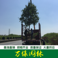高桿女貞