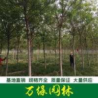 速生國槐