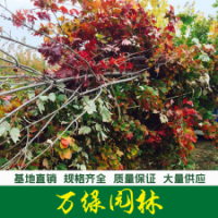 美國紅楓