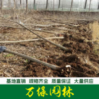 楊樹