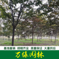 紅櫸樹