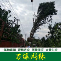 叢生紫薇