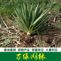 劍麻