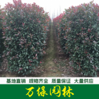紅葉石楠柱