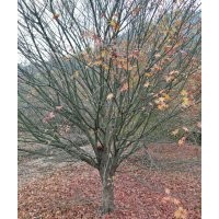 供應精品垂絲海棠紅梅櫻花羽毛楓雞爪槭紅楓紅葉李