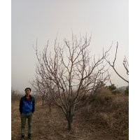 八棱海棠樹2019報(bào)價(jià) 八棱海棠春季修建管理