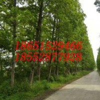 9公分水杉 10公分水杉樹