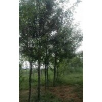 6年樹(shù)齡皂角樹(shù)苗6000余株