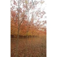 美國紅楓
