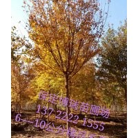 五角楓報(bào)價(jià)，香花槐價(jià)格，杜仲基地，河北垂柳