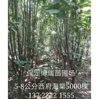 西府海棠價(jià)格，6公分西府海棠，碧桃報(bào)價(jià)，河北紫葉李