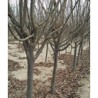 紫葉李3-6公分大量供應(yīng)