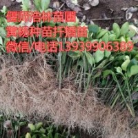 河南偃師浩林苗圃向全國供應優(yōu)質(zhì)黃楊種苗