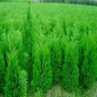 供應80公分蜀檜-蜀檜基地價格