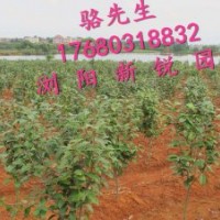 瀏陽花木銷售、大量供應(yīng)各類茶花品種