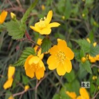50公分棣棠的批發(fā)價(jià)是0.85_低價(jià)銷售
