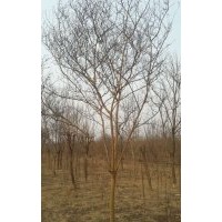出售紫薇10-15公分，手機(jī)15966192988