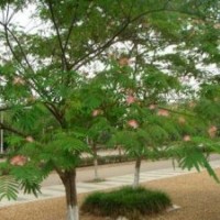 供應(yīng)合歡，精品合歡，各種規(guī)格合歡