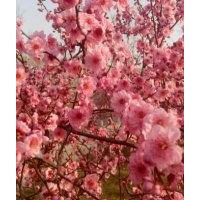 供應(yīng)美人梅，各種規(guī)格美人梅，樹形好
