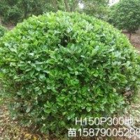 江西海桐，南昌海桐哪里有海桐賣江西海桐色塊苗價格海桐球供應(yīng)商