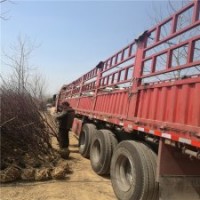 地徑10公分榆葉梅樹的價(jià)格是320元