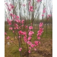 基地3公分紅梅的裝車(chē)價(jià)格