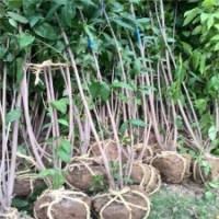 臘梅基地臘梅品種的價(jià)格
