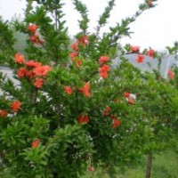華東地區(qū)花石榴基地，供應(yīng)精品花石榴樹