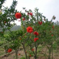地徑3公分花石榴的批發(fā)價(jià)格是20元