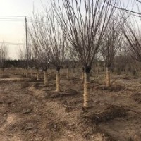 批發(fā)的美人梅基地，江蘇現(xiàn)貨