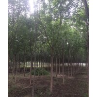 大量低價(jià)供應(yīng)一二級(jí)國(guó)槐樹量大優(yōu)惠