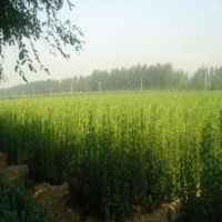 北海道黃楊是黃楊木的品種嗎？