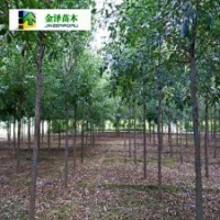 河北白蠟樹白蠟樹多少錢白蠟樹供應(yīng)商