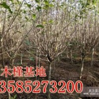 供應(yīng)木槿價格圖片-叢生木槿批發(fā)直銷價格-木槿苗木產(chǎn)地價格