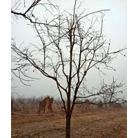 14公分柿子樹價格（苗圃基地）