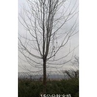 秋火焰 美國(guó)紅楓