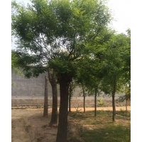 大規(guī)格國槐