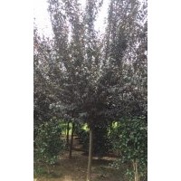 紅葉李