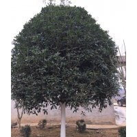 桂花樹(shù)